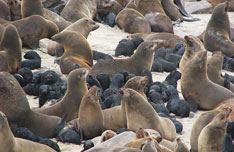 Cape Cross Seal Colony Tour with Kallisto Tours
