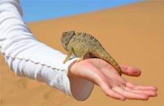 Living Dune Tour with Charlys Desert Tours