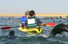 Pelican Point Kayaking